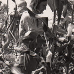 1984 Sarah Hake pollinating with help